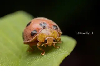 Ladybug