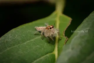 Jumping Spider