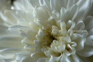 White Crysanthemum